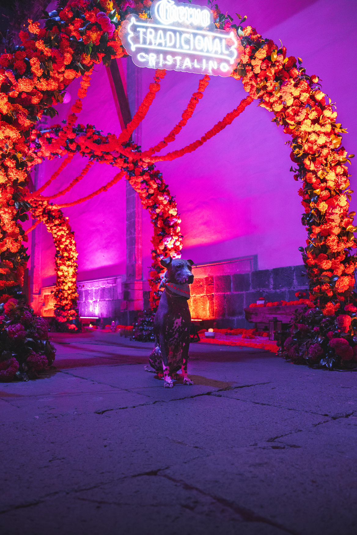 65541bbd3898c1d2e347ca54 DSC08488 Edit