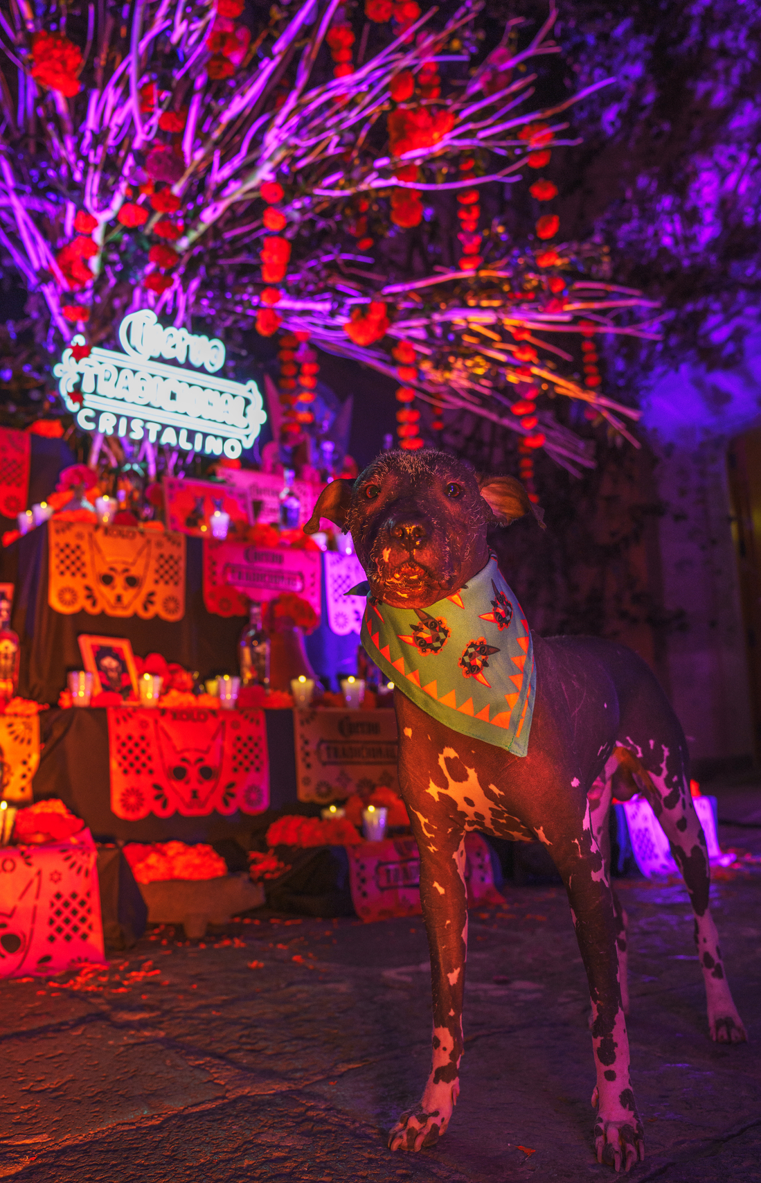 65541bbe62a1c653c5b35e44 DSC08470 Edit